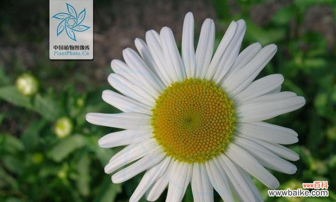 象征和平的植物有哪些?它们各自代表什么含义?