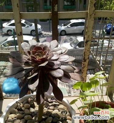 象征黑暗的植物有哪些?它们的神秘特性是什么?