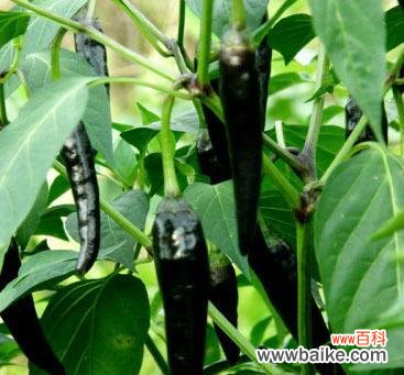 象征黑暗的植物有哪些?它们的神秘特性是什么?