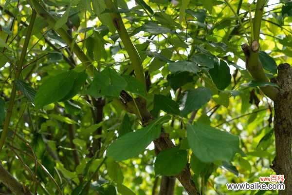 红瑞木的病虫害及其防治