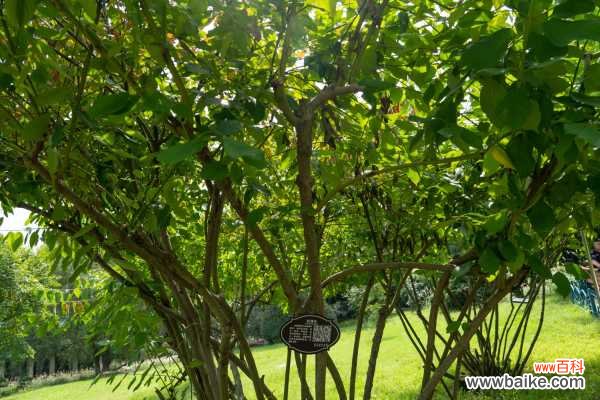 红瑞木的病虫害及其防治