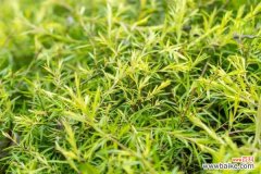 地肤的病虫害及其防治