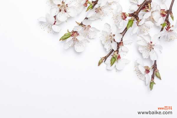 杏树的病虫害及其防治