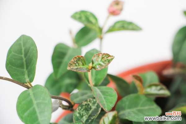 花叶络石的病虫害及其防治