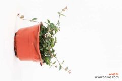 花叶络石的病虫害及其防治