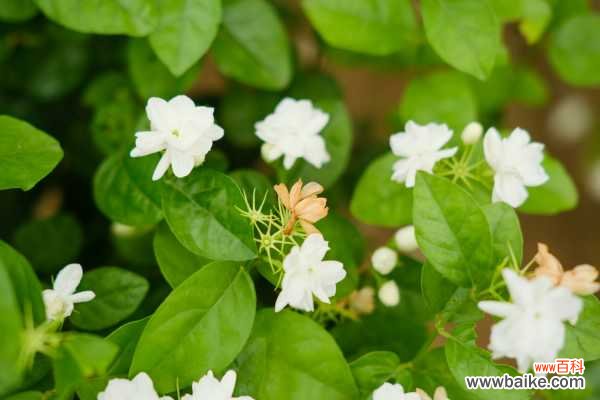 茉莉花常见的病虫害及其防治方法