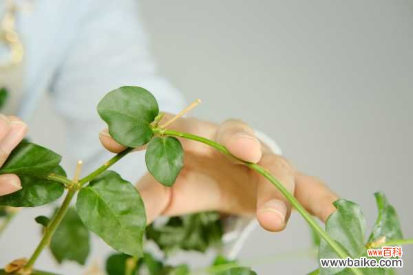 茉莉花常见的病虫害及其防治方法