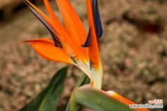 天堂鸟叶子卷起来发黄怎么回事