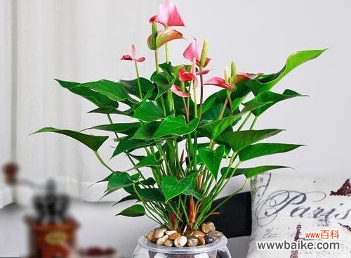 如何轻松养活家里的水培植物？ 水养植物指南