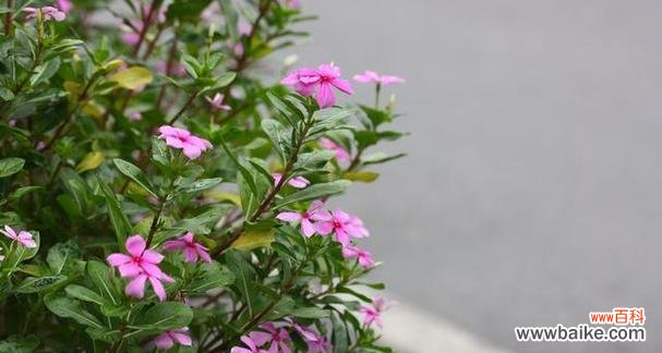 了解黄叶的成因，让夹竹桃花更美丽 夹竹桃黄叶的原因及预防措施