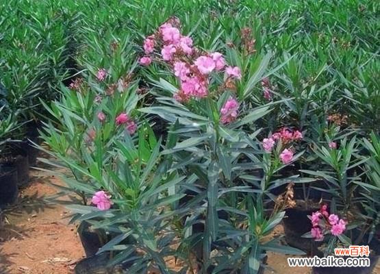 了解黄叶的成因，让夹竹桃花更美丽 夹竹桃黄叶的原因及预防措施