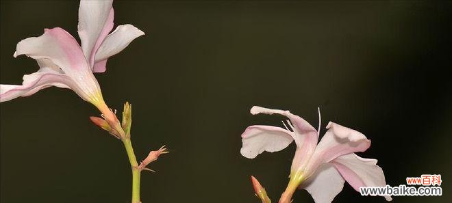 了解黄叶的成因，让夹竹桃花更美丽 夹竹桃黄叶的原因及预防措施