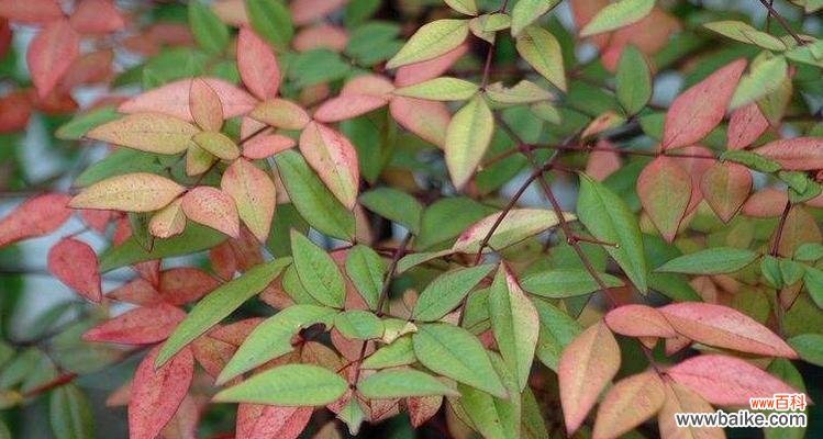 一株绿色带给我们的启示 南天竹的美好寓意