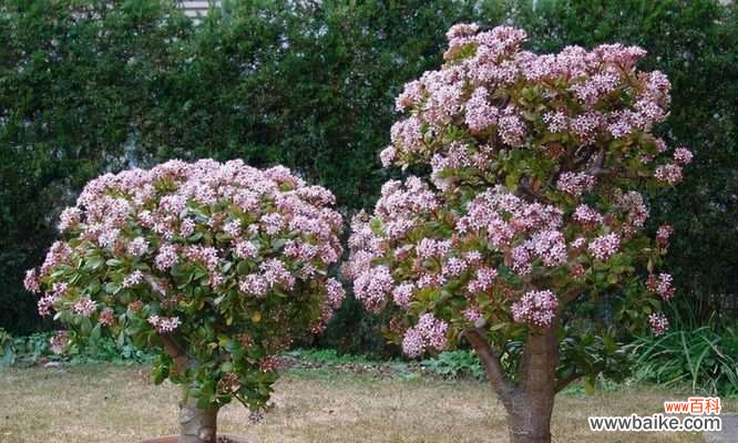 凤仙花种植的注意事项与养护技巧 凤仙花——不宜过多晒太阳的美丽之花