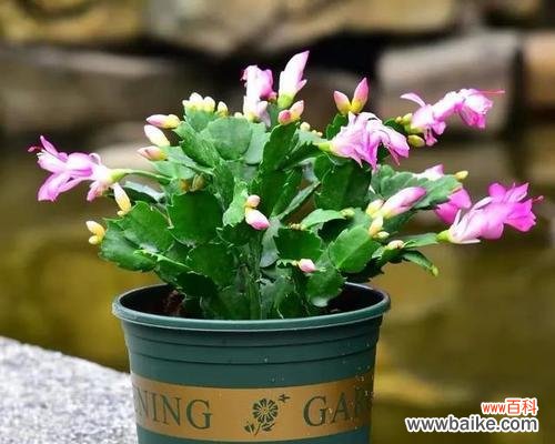 凤仙花种植的注意事项与养护技巧 凤仙花——不宜过多晒太阳的美丽之花