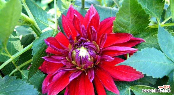 打造花坛佳品，掌握大丽花养殖技巧 大丽花的养殖方法