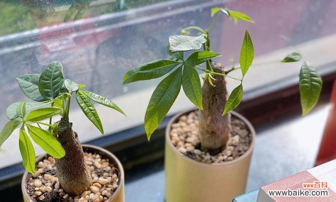 让发财树更健康更美丽 小发财树修剪技巧