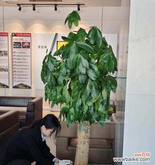 让发财树更健康更美丽 小发财树修剪技巧