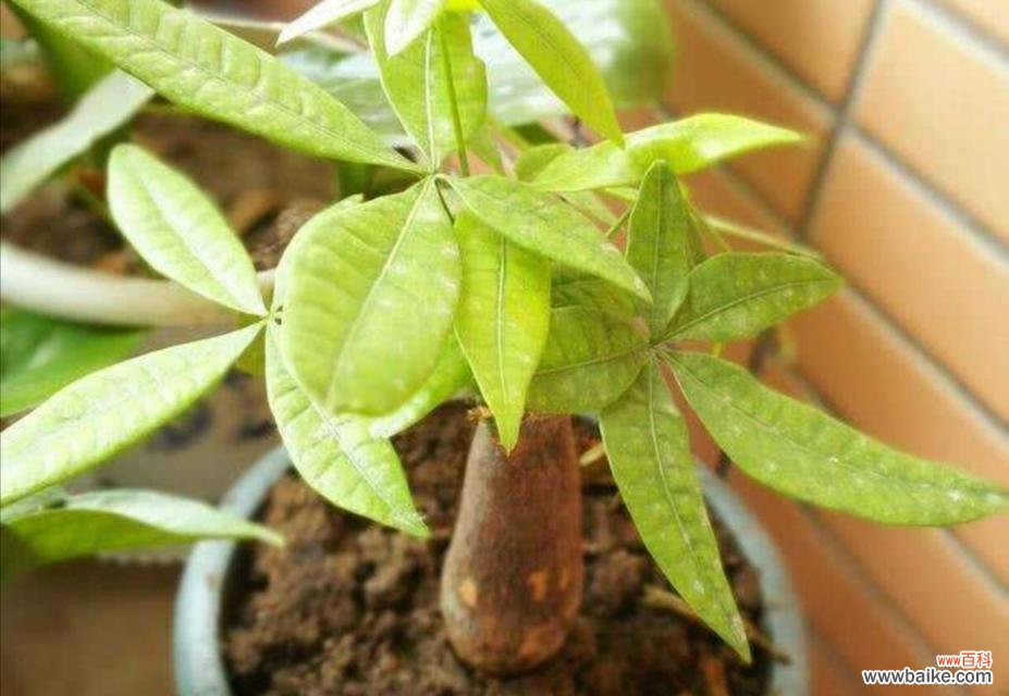 让发财树更健康更美丽 小发财树修剪技巧