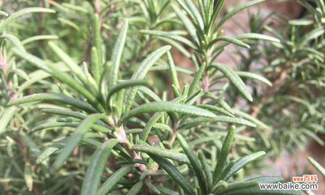 掌握正确方法，让你迅速种植美丽的迷迭香 迷迭香扦插详解