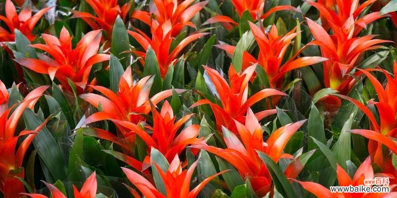 让好运常驻,从种植鸿运当头开始 鸿运当头的繁殖和扦插方法