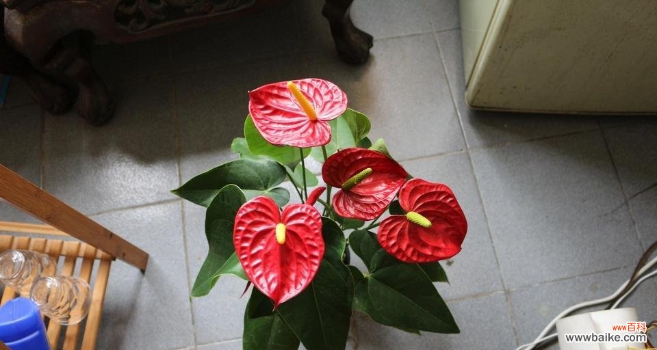 从原因到方法,全面掌握 红掌烂根的治疗与防范