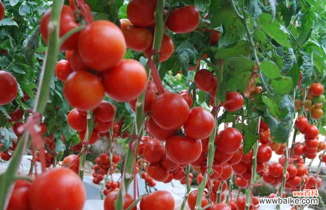 西红柿做面膜的危害 番茄面膜的做法