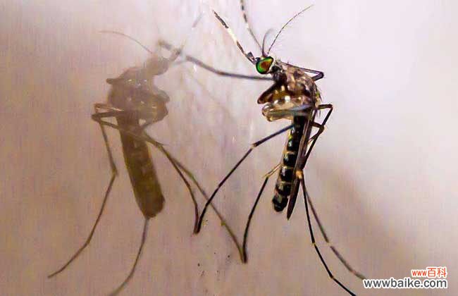 屋里突然出现大量蚊子 屋里有蚊子怎么办才好?