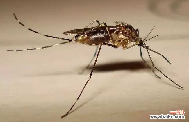 屋里突然出现大量蚊子 屋里有蚊子怎么办才好?