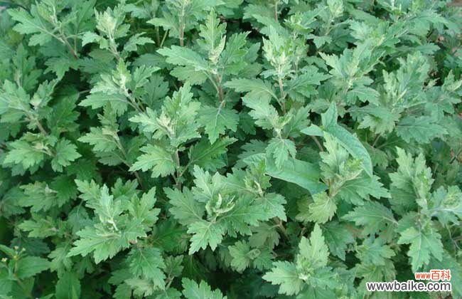 艾浴包泡澡的好处 艾叶泡澡有什么好处?