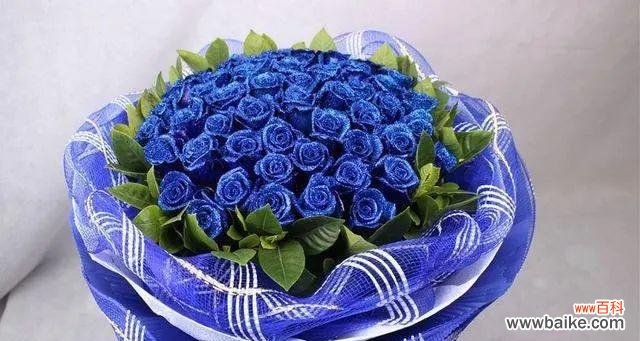 追寻自由的旅程——以蓝色妖姬为主题的思考 蓝色妖姬的寓意