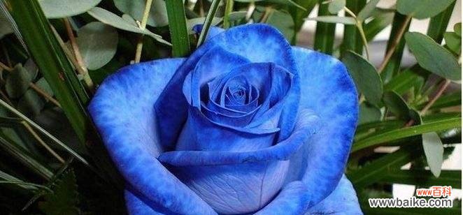 蓝色妖姬花语解读及寓意分析 蓝色妖姬花语