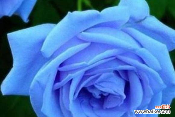 蓝色妖姬花语解读及寓意分析 蓝色妖姬花语