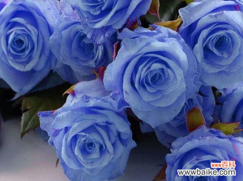 探秘蓝色妖姬玫瑰花背后的神秘花语 蓝色妖姬玫瑰花的花语