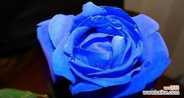 探寻蓝色妖姬图片与花语之间的奇妙关联 蓝色妖姬