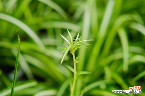 吊兰卷叶是什么原因