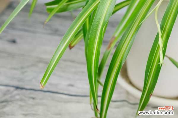 吊兰卷叶是什么原因