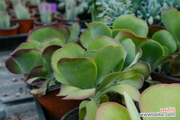 唐印叶子软怎么回事