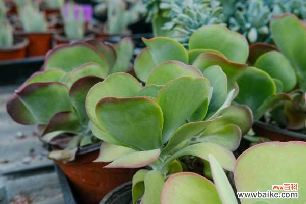 唐印叶子软怎么回事