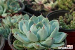 多肉根部杆子发黑怎么办