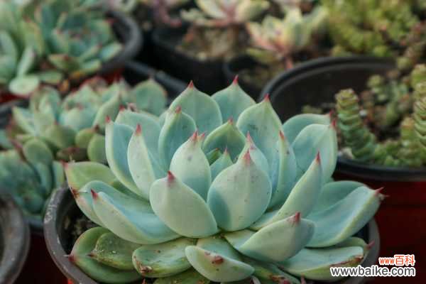 多肉根部杆子发黑怎么办