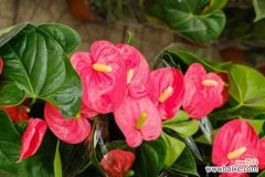 红掌的叶子出油是怎么回事