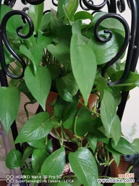 大叶绿萝叶子枯裂的原因