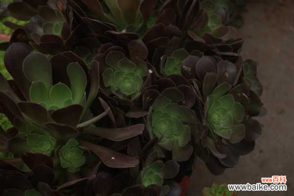 黑法师叶子长白斑怎么办