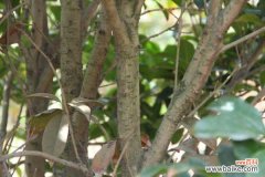 桂花老叶子干尖怎么办