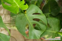 龟背竹水培不长叶子怎么办