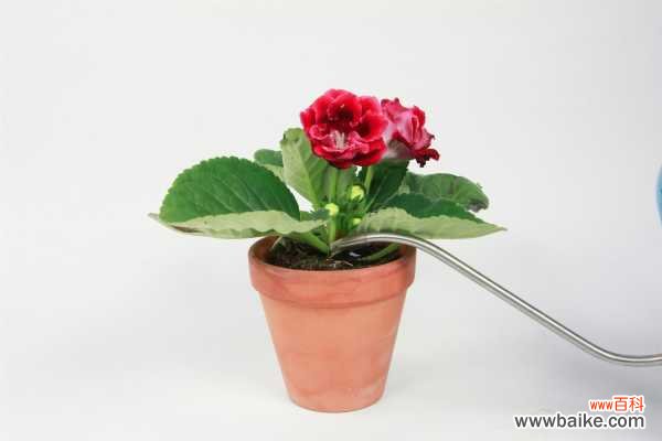 大岩桐不长叶子怎么办