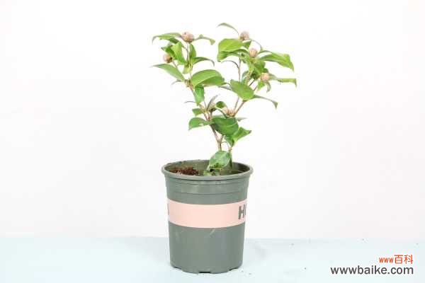 茶花上盆后叶子萎缩怎么办