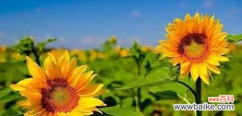 象征积极向上的植物有哪些？它们各自代表什么意义？