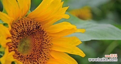 象征积极向上的植物有哪些？它们各自代表什么意义？